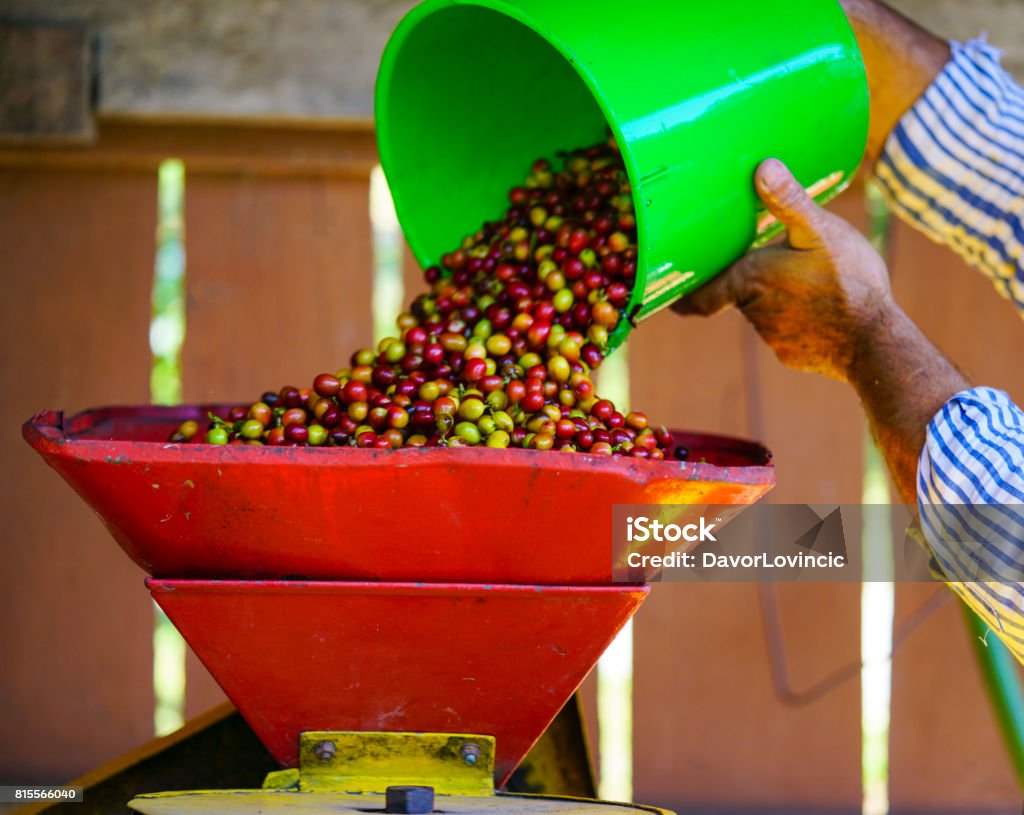 Fresh and washed coffee beans for procesing in screw  mill Worker pouring fresh and wet coffee beans for processing in a screw  mill for kneading and separation of coffee beans from coffee shell. 
 Costa Rica Stock Photo