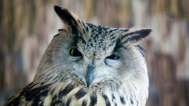 istock Portrait of a beautiful eagle owl 815574760