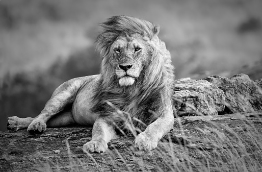 Mighty and beautiful lion resting in the African savannah, black and white, Kenya