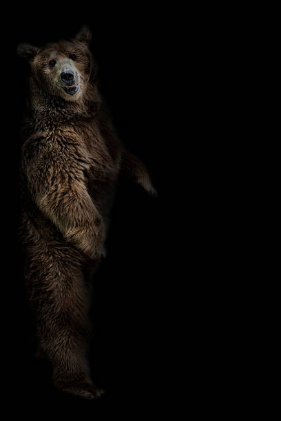 istock The brown bear stands on its hind legs on a black background 815576264