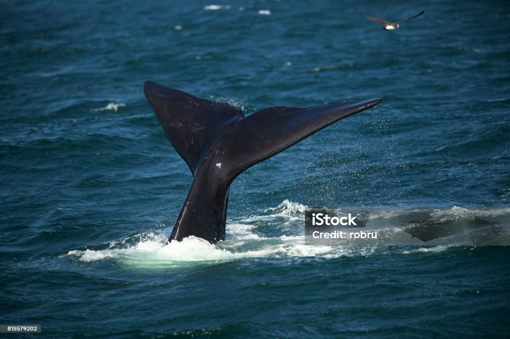 Tail over the water of a diving southern smooth whale Tail over the water of a diving southern smooth whale, South Africa Adventure Stock Photo