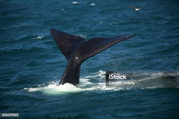 Tail Over The Water Of A Diving Southern Smooth Whale Stock Photo - Download Image Now