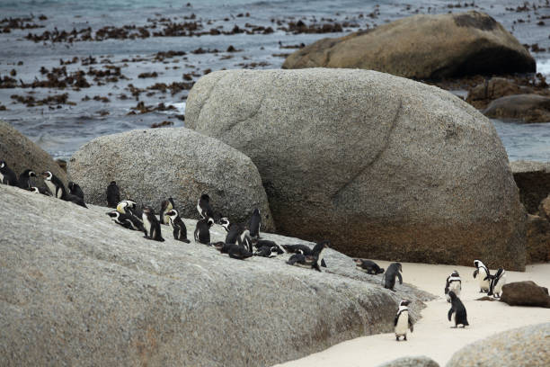 istock African penguin on the sandy beach 815579218