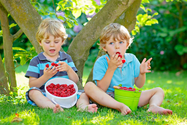 istock Two little friends, kid boys having fun on raspberry farm in summer 815597432