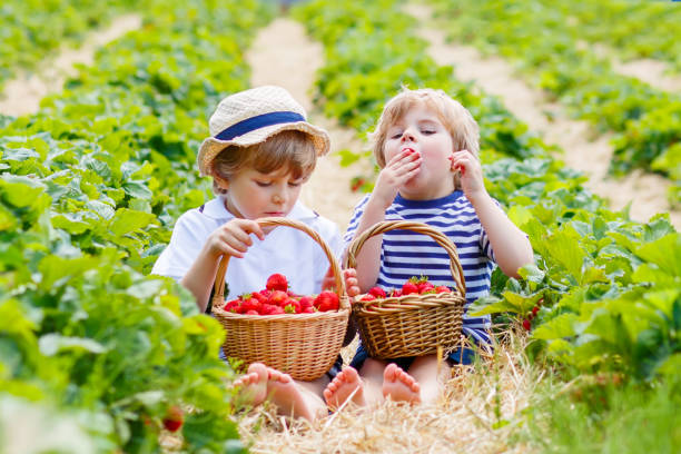 istock Two little sibling boys on strawberry farm in summer 815597650