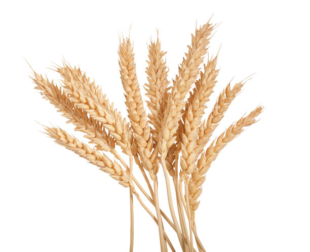 istock Sheaf of wheat spikelets on the white 815597844