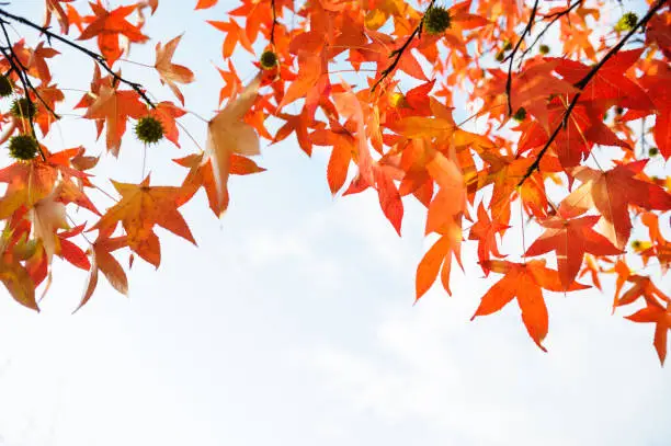 Photo of Japanese Maple Frame