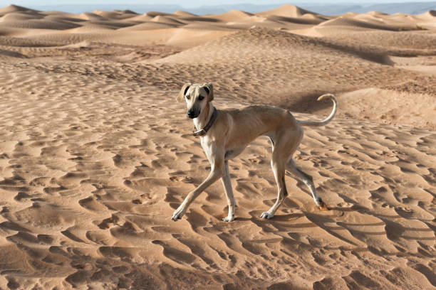Sloughi greyhound in enjoys the sand dunes in Morocco. stock photo
