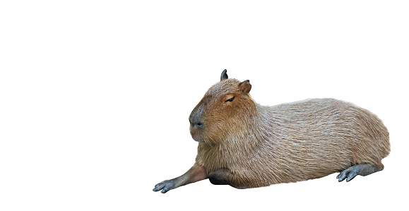 Capybara Lie Down Isolated on White Background