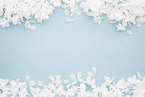 Pastel background with white flowers on light blue wood