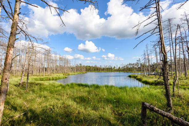 istock White clouds on the blue sky over forest lake 815612892