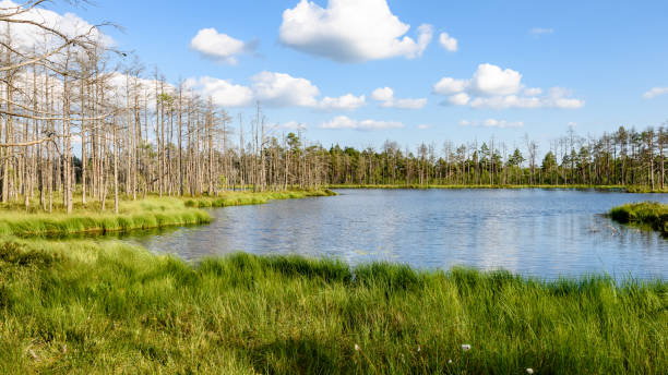 istock White clouds on the blue sky over forest lake 815612950