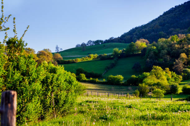 istock Sheep grazing in Basque Country. Spain 815613378