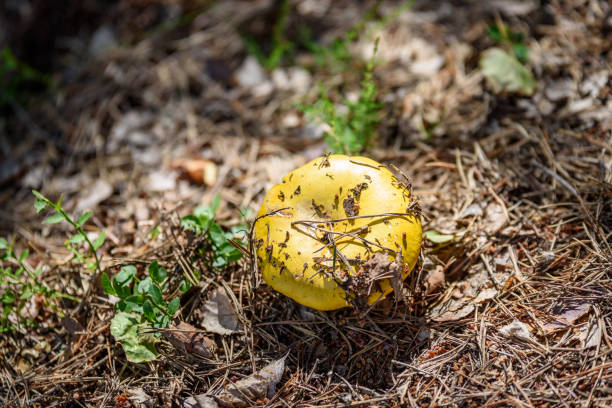 mushrooms on green background in wet forest