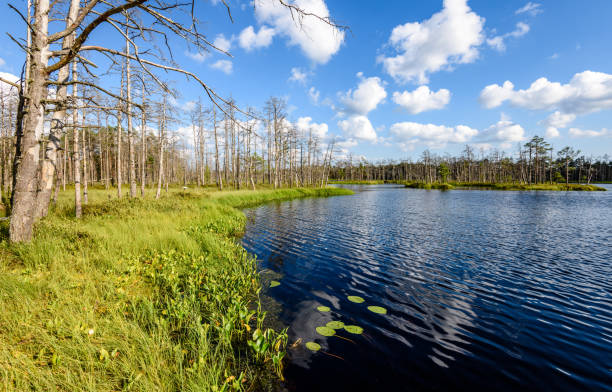 istock White clouds on the blue sky over forest lake 815616928
