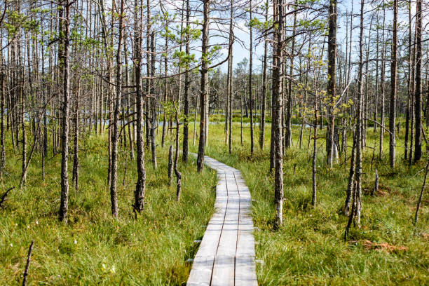 istock wooden footpath in the bog 815616938