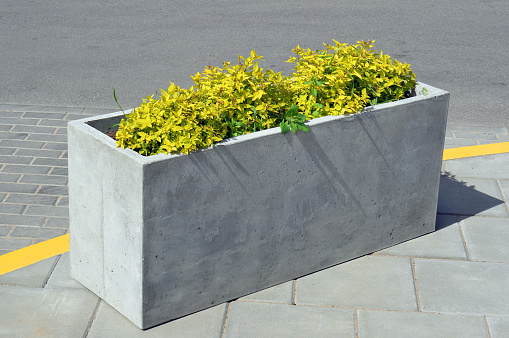 A rectangular concrete flower pot with a yellow plant is installed on the city road intersection. Sunny summer day urban fragment