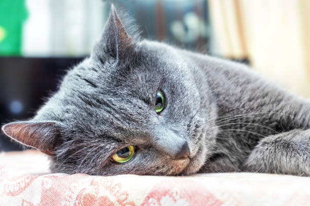 istock Gray cat lies in thought 815624890