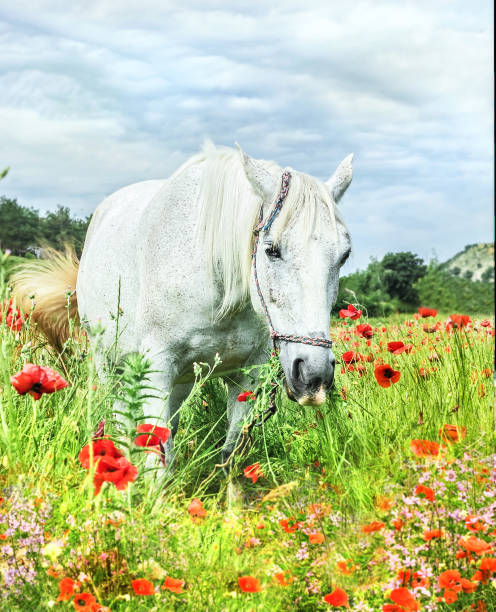 istock White horse in poppy field 815624920