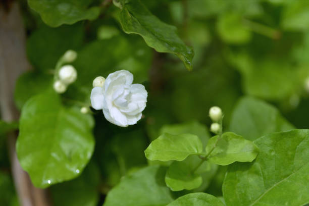 istock beautiful jusmin bloom. Thailand 815627226