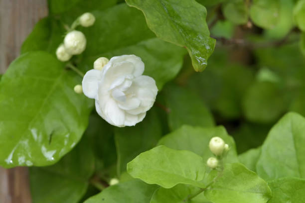 istock beautiful jusmin bloom. Thailand 815629378