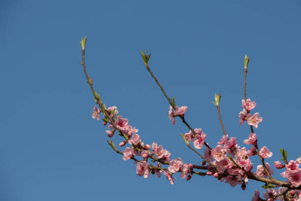 istock Flowers bloom in the spring in trees 815629560