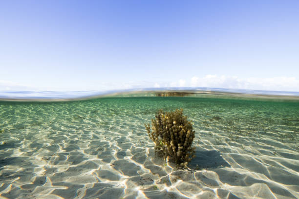 Pristine underwater summer environment and seaweed stock photo