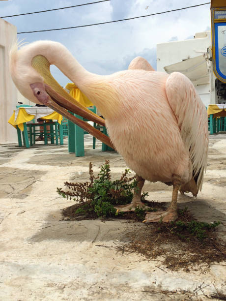 istock Pelican in Mykonos 815638324