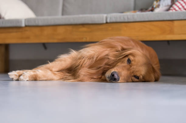 istock golden retriever to lie on the ground 815638614