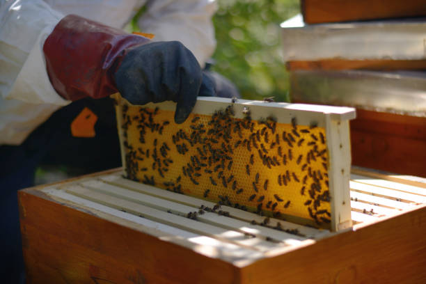 istock Beekeeper in protective gloves inspecting frame with honeycomb from bees 815639560