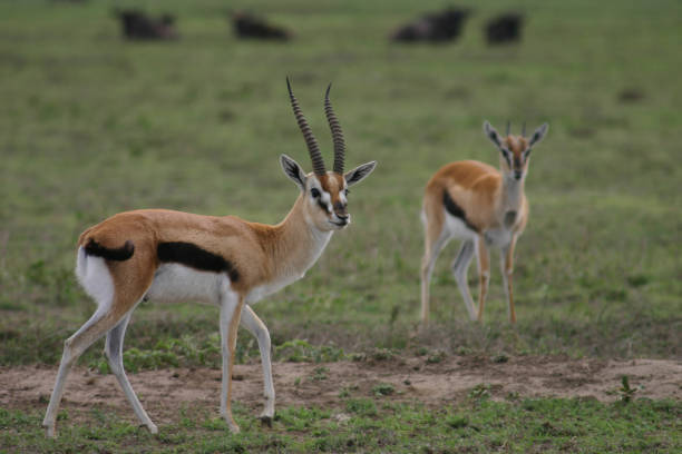 istock Wild Antelope mammal in African Botswana savannah 815646224