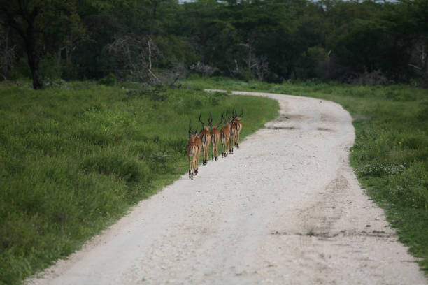 istock Wild Antelope mammal in African Botswana savannah 815646260