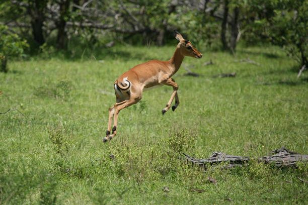 Wild Antelope mammal in African Botswana savannah