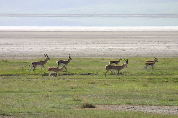 istock Wild Antelope mammal in African Botswana savannah 815646642