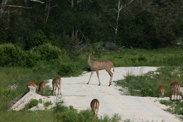 istock Wild Antelope mammal in African Botswana savannah 815646674