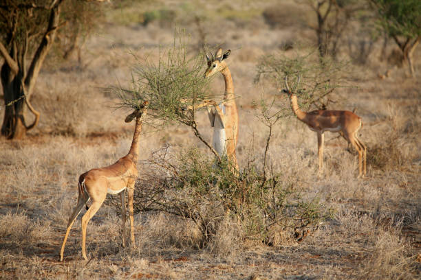 istock Wild Antelope mammal in African Botswana savannah 815647406