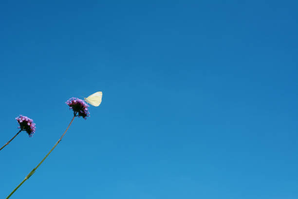 Cabbage white butterfly drinks nectar from purple verbena flowers on a long stem against a summer blue sky