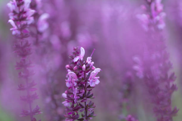istock sage herbs growing on uncultivated field 815654168