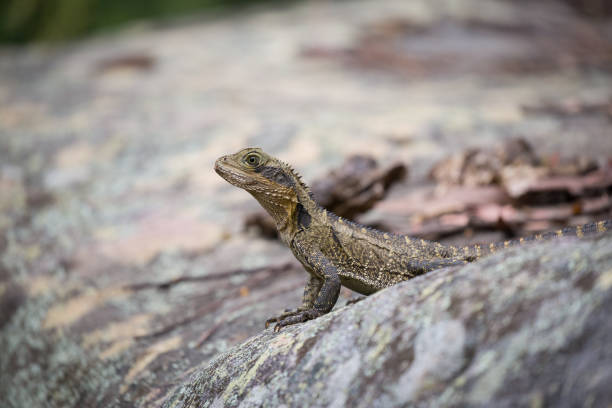 istock An Eastern Water Dragon basks in the hot Australian sun 815659404