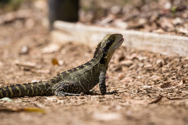 восточный водный дракон греется на жарком австралийском солнце - water monitor стоковые фото и изображения