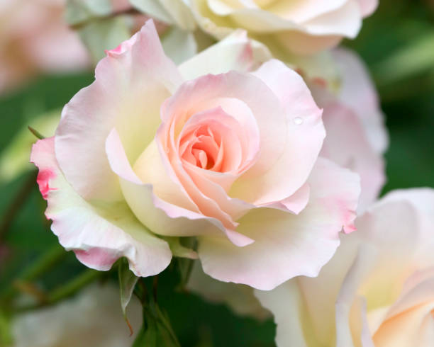 Close up of a creamy white and pink rose bloom stock photo