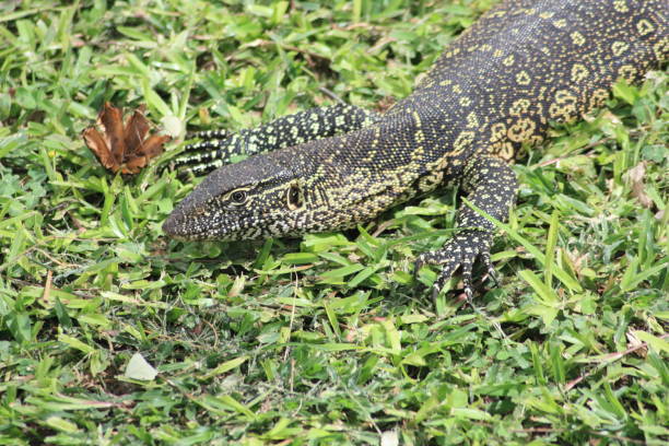 istock Nile monitor 815672510