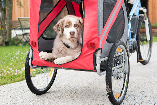 Cute shot of an Australian Shepherd Dog in a Bicycle Trailer. Nikon D810. Converted from RAW.