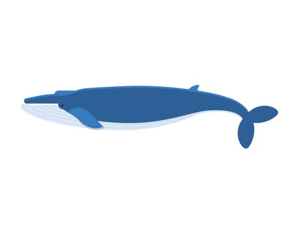 Giant Blue Whale Vector Illustration Vector illustration of humpback blue whale isolated on white background. Flat design. blue whale tail stock illustrations