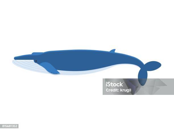 Giant Blue Whale Vector Illustration Stock Illustration - Download Image Now - Blue Whale, Vector, Animal