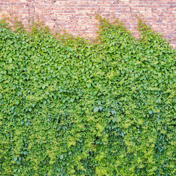 istock Green creeper plant on the brickwall 815681492