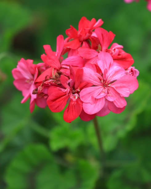 Close up of a magenta pink geranium stock photo