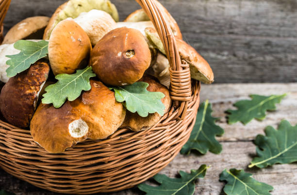 istock Fresh mushrooms in basket, porcini from forest on rustic background 815695938
