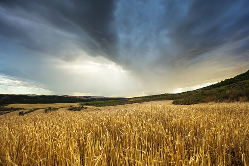 Stormy clouds over wheat field