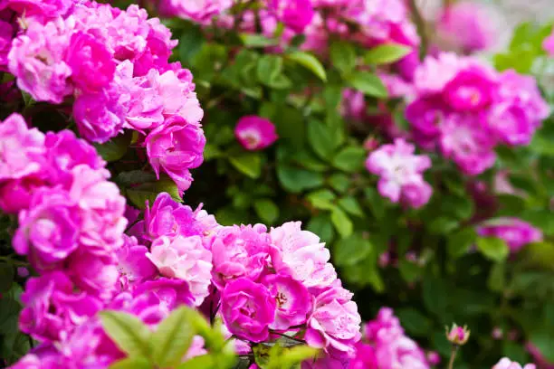 Many bright pink roses blossomed on a rosebush, a beautiful view of a flowering garden